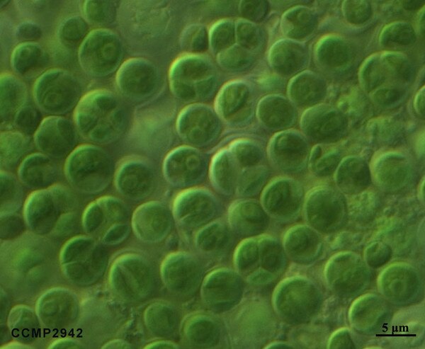 CCMP2942 | NCMA at Bigelow Laboratory