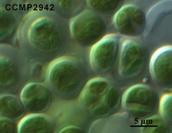CCMP2942 | NCMA at Bigelow Laboratory