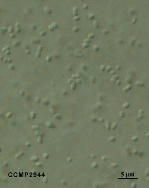CCMP2944 | NCMA at Bigelow Laboratory