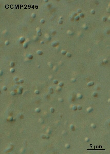 CCMP2945 | NCMA at Bigelow Laboratory