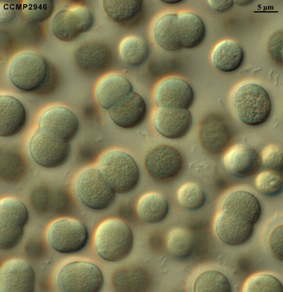 CCMP2946 | NCMA at Bigelow Laboratory