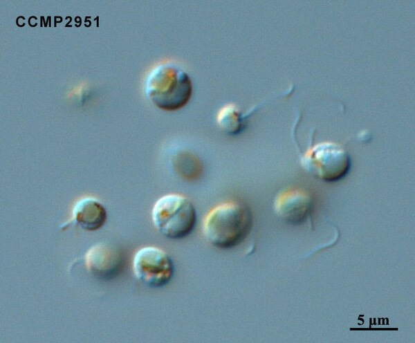 CCMP2951 | NCMA at Bigelow Laboratory