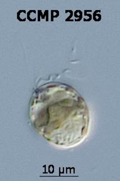 CCMP2956 | NCMA at Bigelow Laboratory