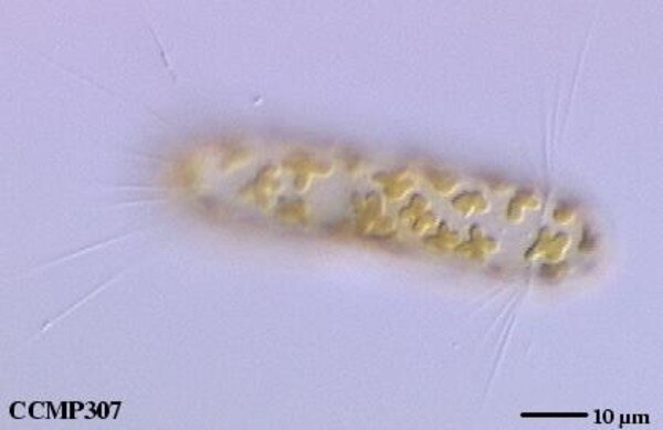 CCMP307 | NCMA at Bigelow Laboratory