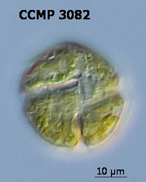 CCMP3082 | NCMA at Bigelow Laboratory