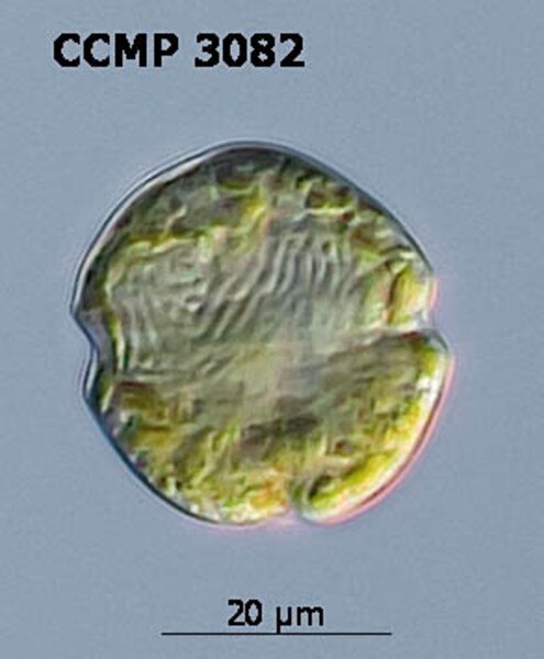 CCMP3082 | NCMA at Bigelow Laboratory