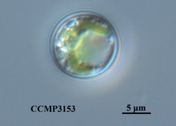 CCMP3153 | NCMA at Bigelow Laboratory