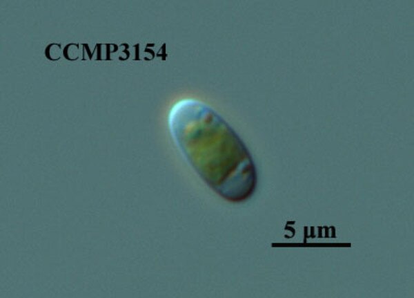 CCMP3154 | NCMA at Bigelow Laboratory