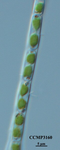 CCMP3160 | NCMA at Bigelow Laboratory