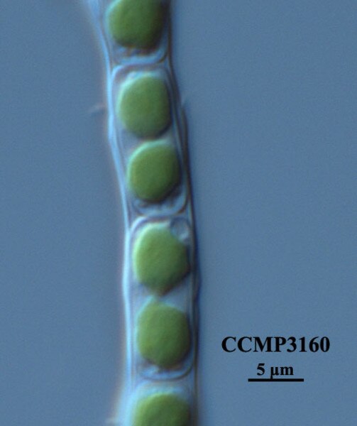 CCMP3160 | NCMA at Bigelow Laboratory