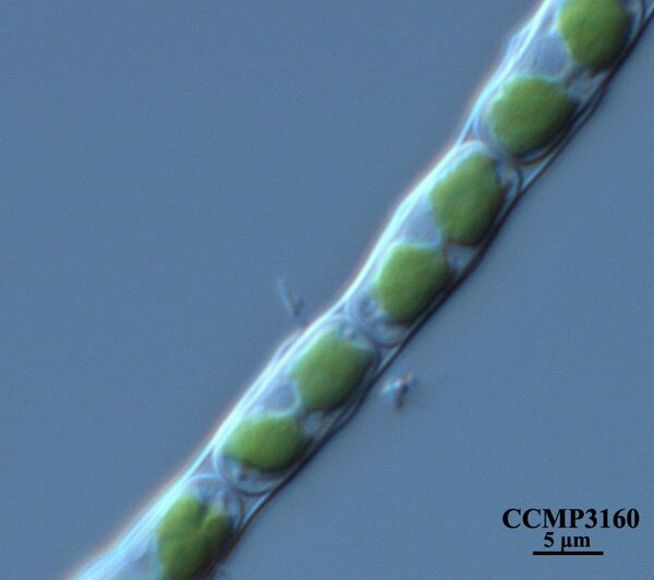 CCMP3160 | NCMA at Bigelow Laboratory