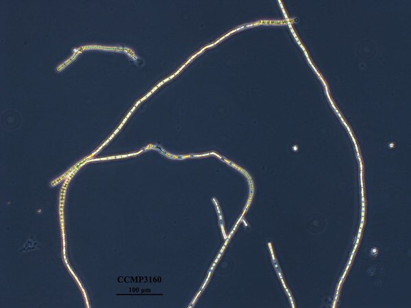 CCMP3160 | NCMA at Bigelow Laboratory