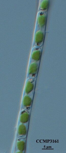 CCMP3161 | NCMA at Bigelow Laboratory