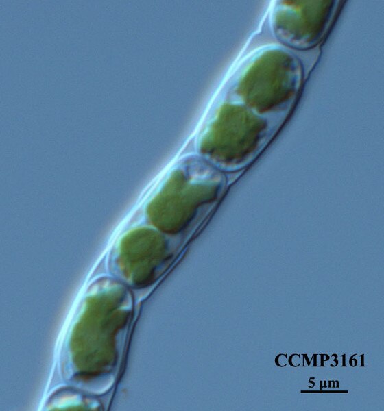 CCMP3161 | NCMA at Bigelow Laboratory