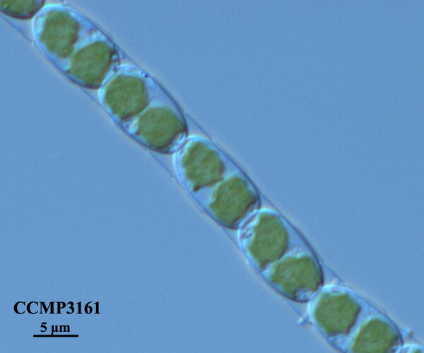 CCMP3161 | NCMA at Bigelow Laboratory