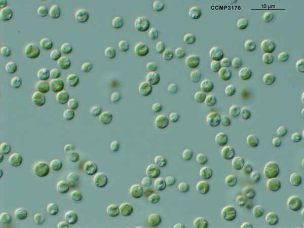 CCMP3178 | NCMA at Bigelow Laboratory