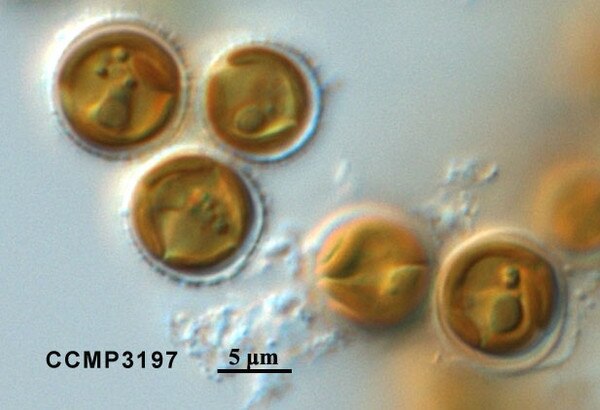 CCMP3197 | NCMA at Bigelow Laboratory
