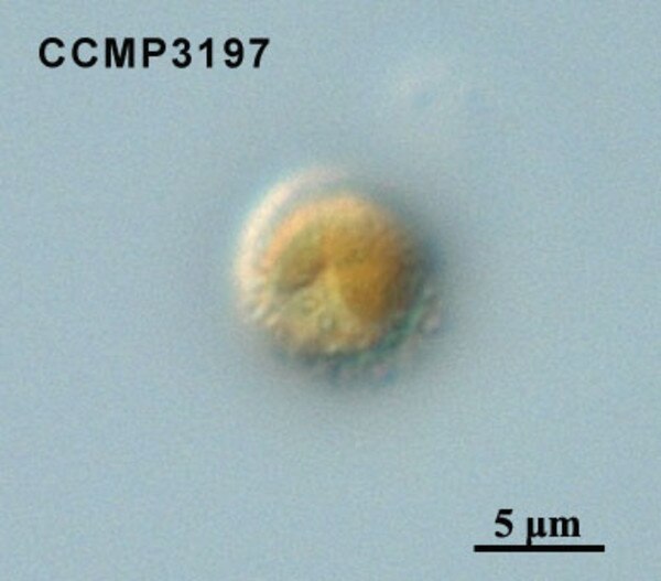 CCMP3197 | NCMA at Bigelow Laboratory