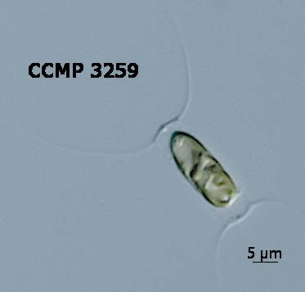 CCMP3259 | NCMA at Bigelow Laboratory