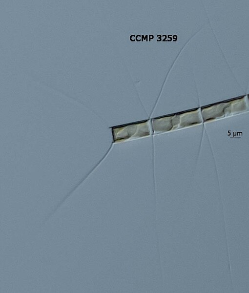 CCMP3259 | NCMA at Bigelow Laboratory