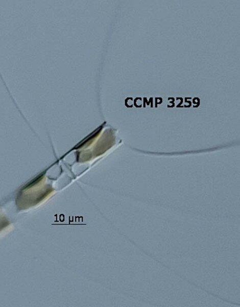 CCMP3259 | NCMA at Bigelow Laboratory