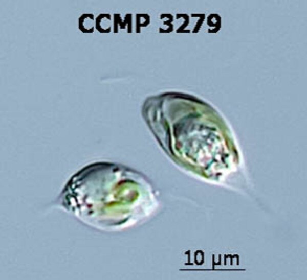CCMP3279 | NCMA at Bigelow Laboratory