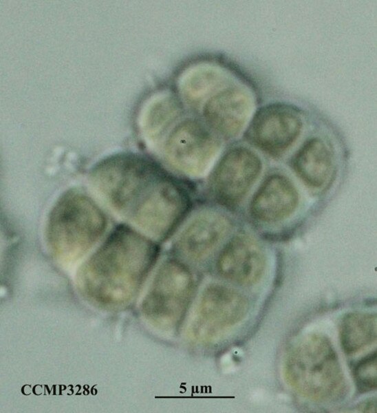 CCMP3286 | NCMA at Bigelow Laboratory