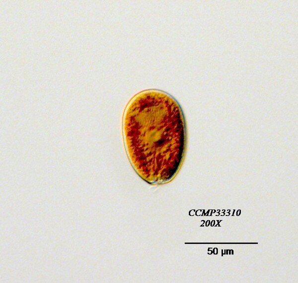 CCMP3310 | NCMA at Bigelow Laboratory