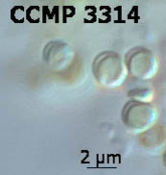 CCMP3314 | NCMA at Bigelow Laboratory