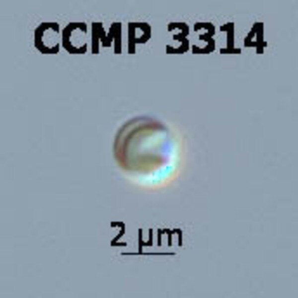 CCMP3314 | NCMA at Bigelow Laboratory