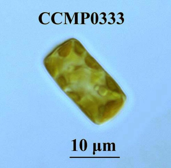 CCMP333 | NCMA at Bigelow Laboratory