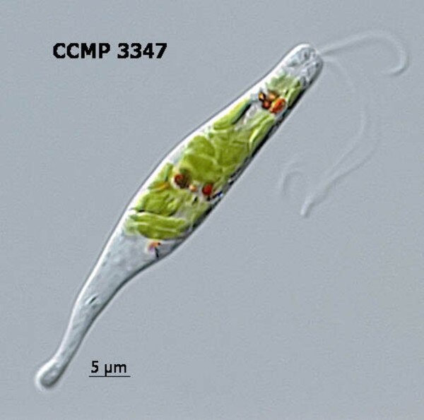 CCMP3347 | NCMA at Bigelow Laboratory