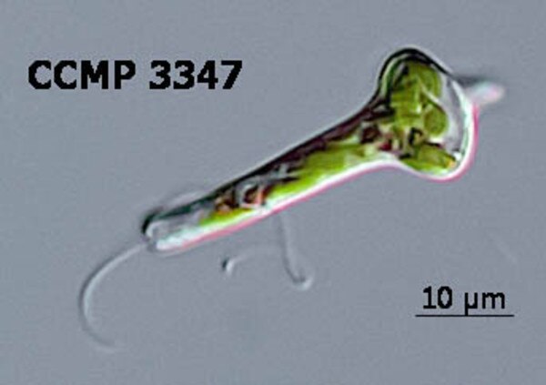 CCMP3347 | NCMA at Bigelow Laboratory