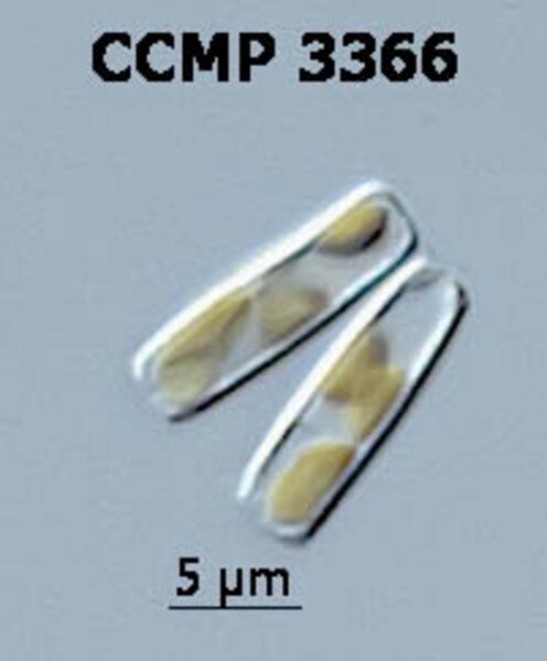 CCMP3366 | NCMA at Bigelow Laboratory