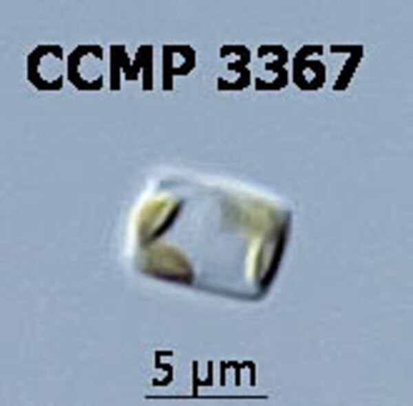 CCMP3367 | NCMA at Bigelow Laboratory
