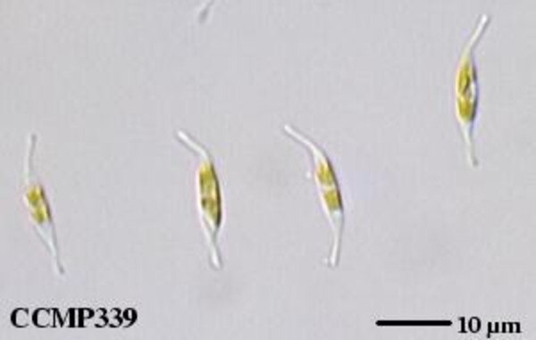 CCMP339 | NCMA at Bigelow Laboratory