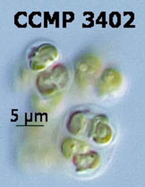 CCMP3402 | NCMA at Bigelow Laboratory