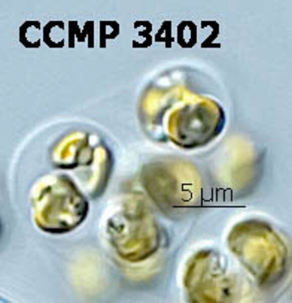 CCMP3402 | NCMA at Bigelow Laboratory