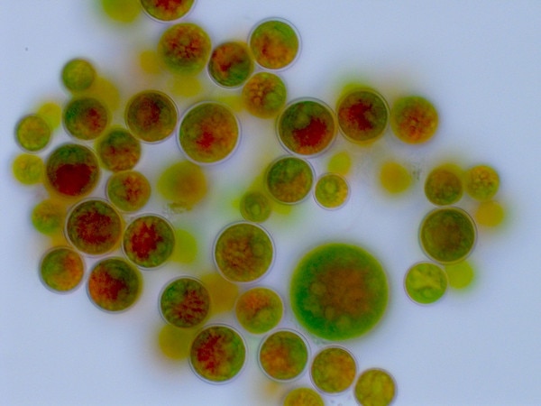 CCMP3417 | NCMA at Bigelow Laboratory