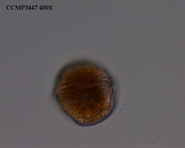 CCMP3447 | NCMA at Bigelow Laboratory