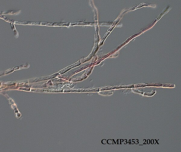 CCMP3453 | NCMA at Bigelow Laboratory