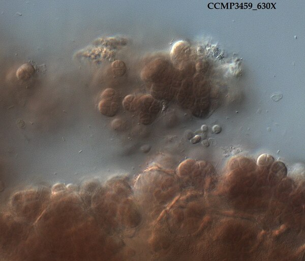 CCMP3459 | NCMA at Bigelow Laboratory