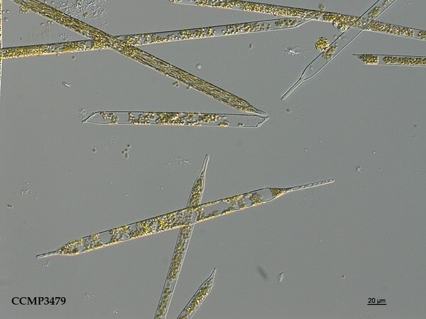 CCMP3479 | NCMA at Bigelow Laboratory