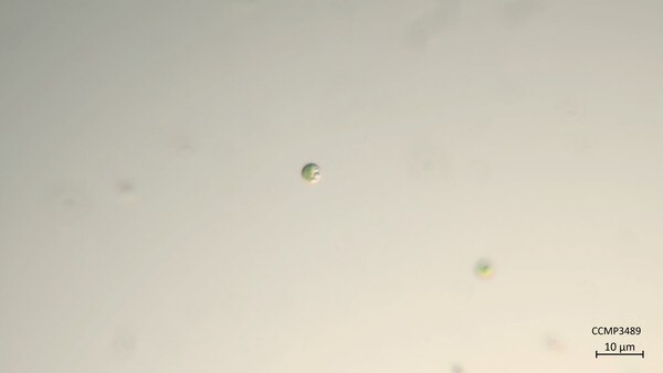 CCMP3489 | NCMA at Bigelow Laboratory
