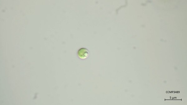 CCMP3489 | NCMA at Bigelow Laboratory