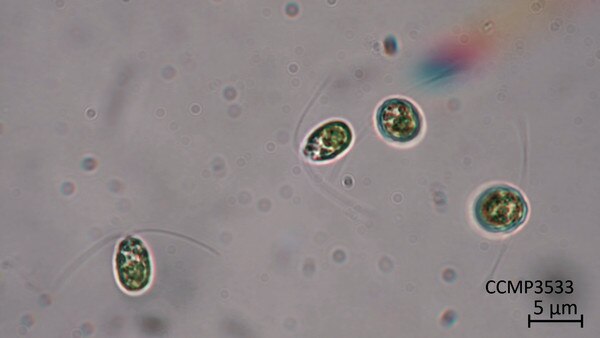 CCMP3533 | NCMA at Bigelow Laboratory