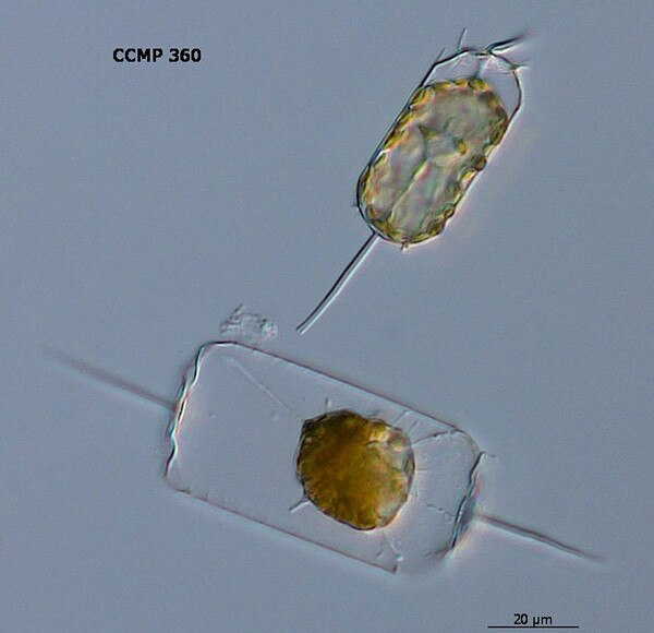 CCMP360 | NCMA at Bigelow Laboratory