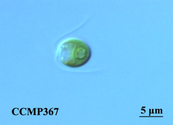 CCMP367 | NCMA at Bigelow Laboratory