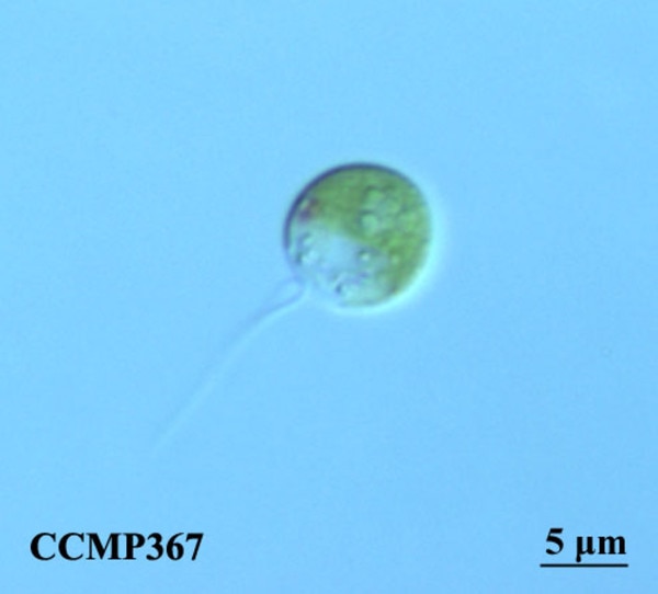 CCMP367 | NCMA at Bigelow Laboratory