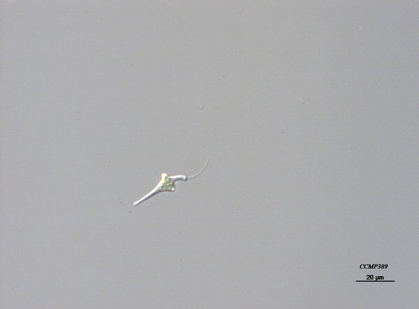 CCMP389 | NCMA at Bigelow Laboratory